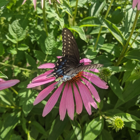 ♥️ - Picture 5 of 14